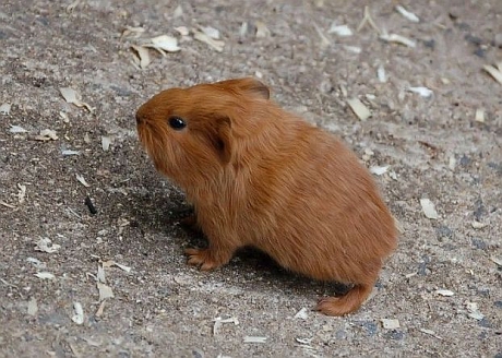 animale haioase catei amuzante rozatoare hamsteri soricei